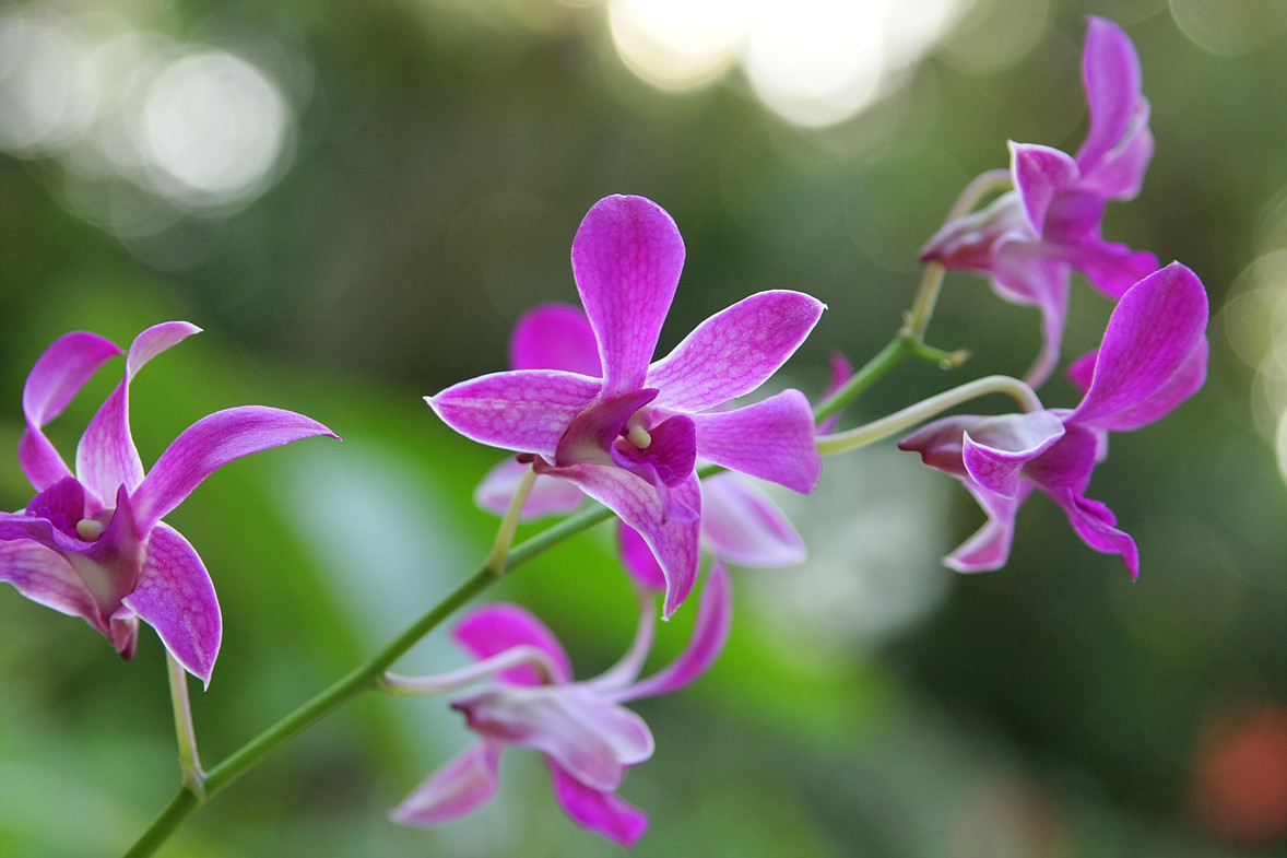 The Fiji Orchid Accommodation